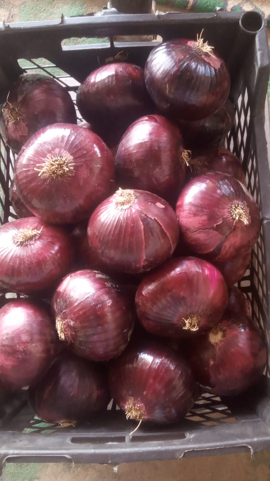 Red Onions